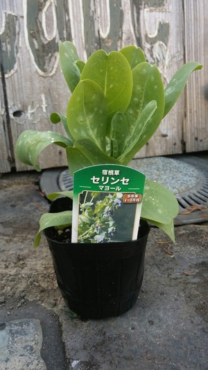 [����:60971dc1-s.jpg]