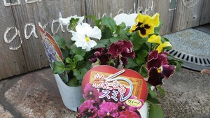 [����:612ced61-s.jpg]