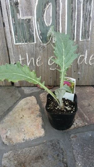 [����:690a9415-s.jpg]