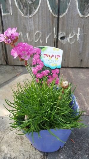 [����:6efde43b-s.jpg]