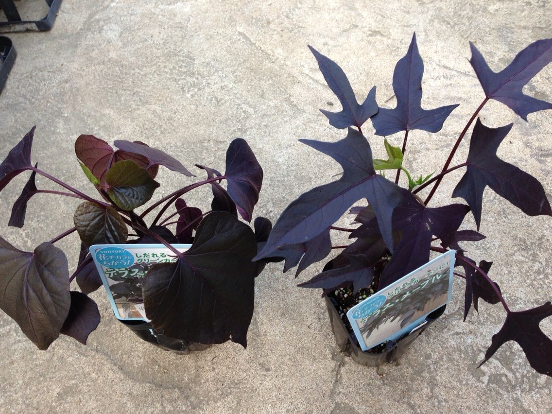 黒葉の植物入荷しました Shop 花便り 黒葉の植物入荷しました Shop 花便り