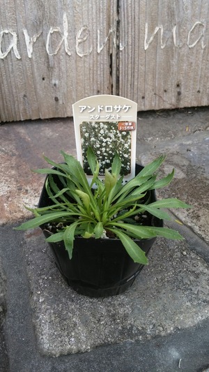 [����:a24df381-s.jpg]