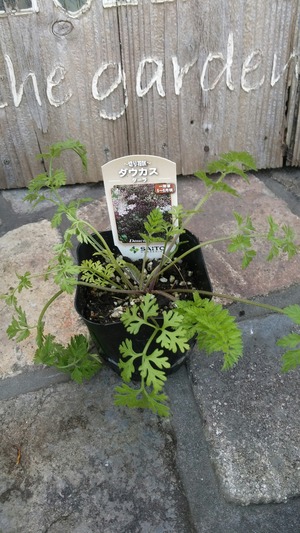 [����:d9c7723e-s.jpg]