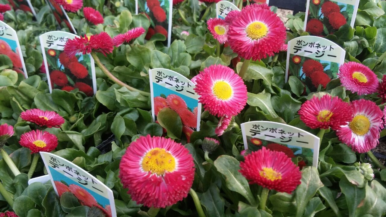 ポンポネットデージー Shop 花便り