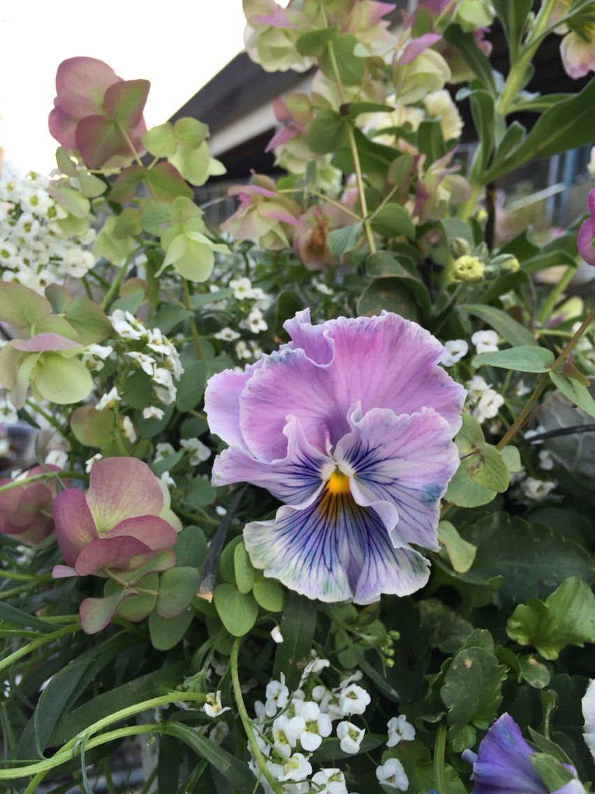 ビオラの寄せ植え Shop 花便り ビオラの寄せ植え Shop 花便り
