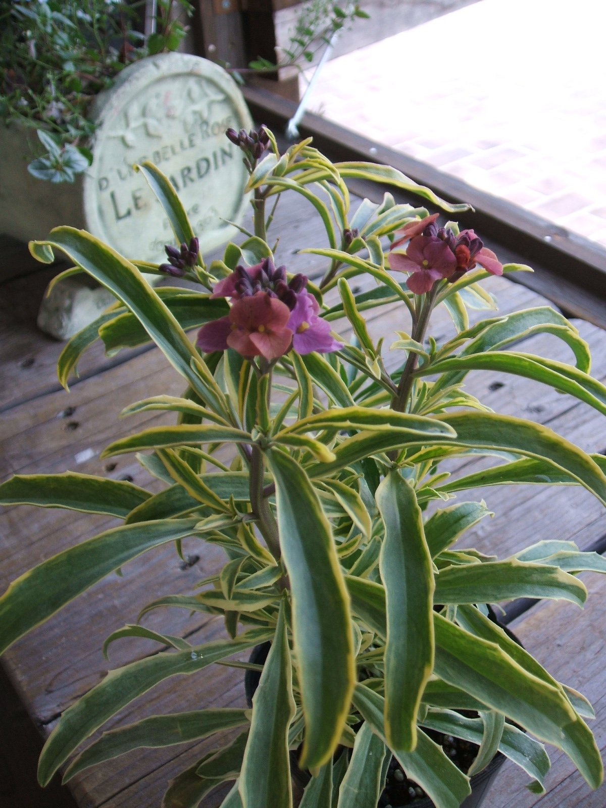 葉っぱのお話し Shop 花便り