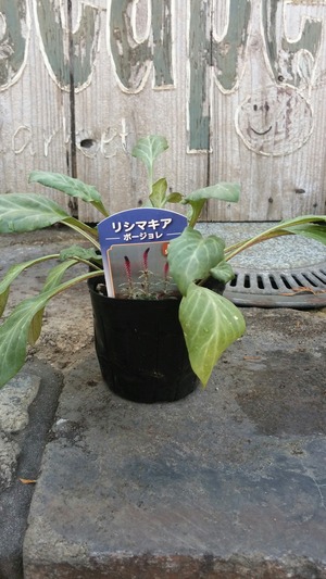 [����:f6952916-s.jpg]