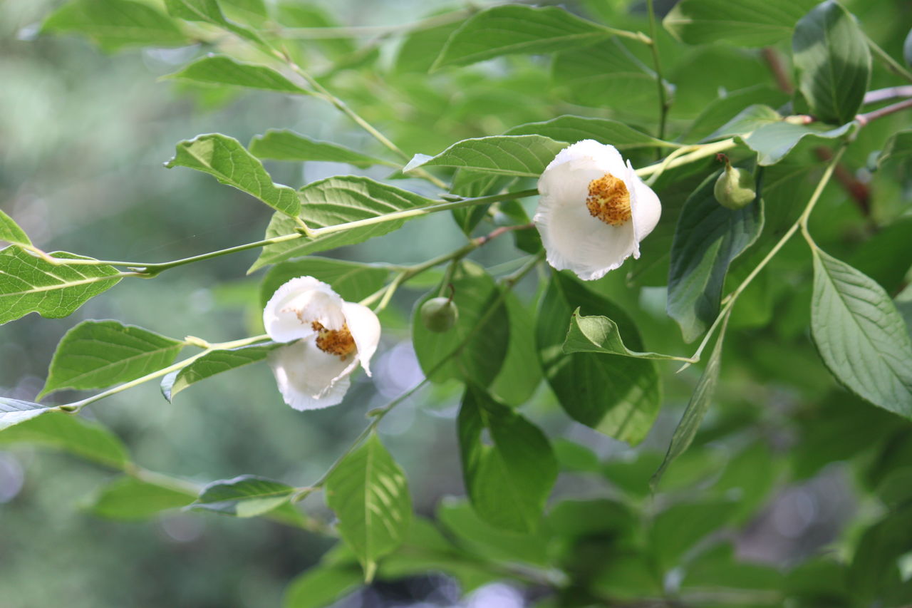それはあの沙羅双樹の花 でした 焼き物と百姓のブログ それはあの沙羅双樹の花 でした 焼き物と百姓のブログ