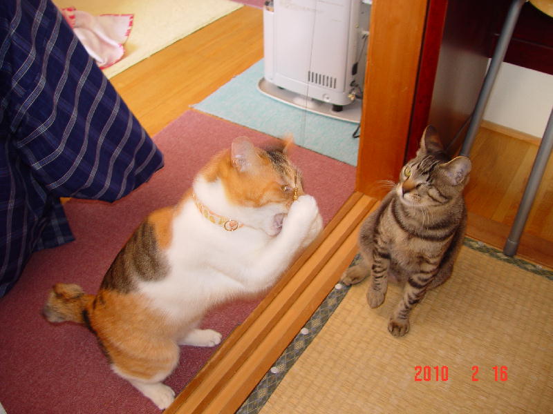 https://livedoor.blogimg.jp/lanipia/imgs/6/c/6c772c7d.jpg