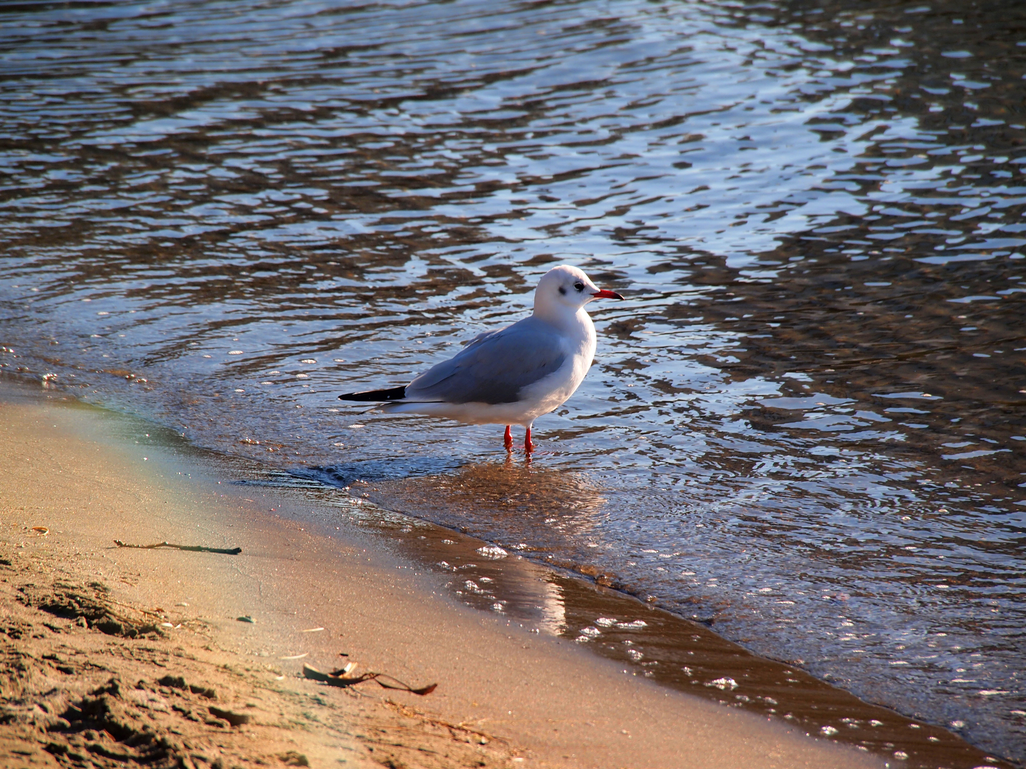 プロフィール Inconfuoco インコンフォーコ 小鳥まみれのイラストblog