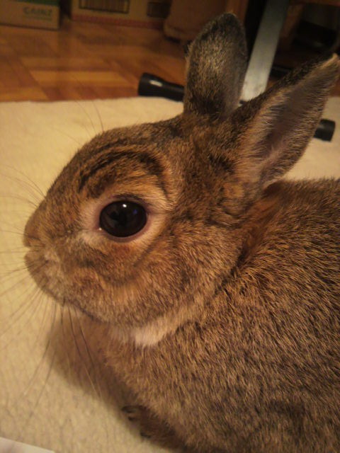 うさぎのてんちゃん Lapin うさぎのてんちゃん Lapin