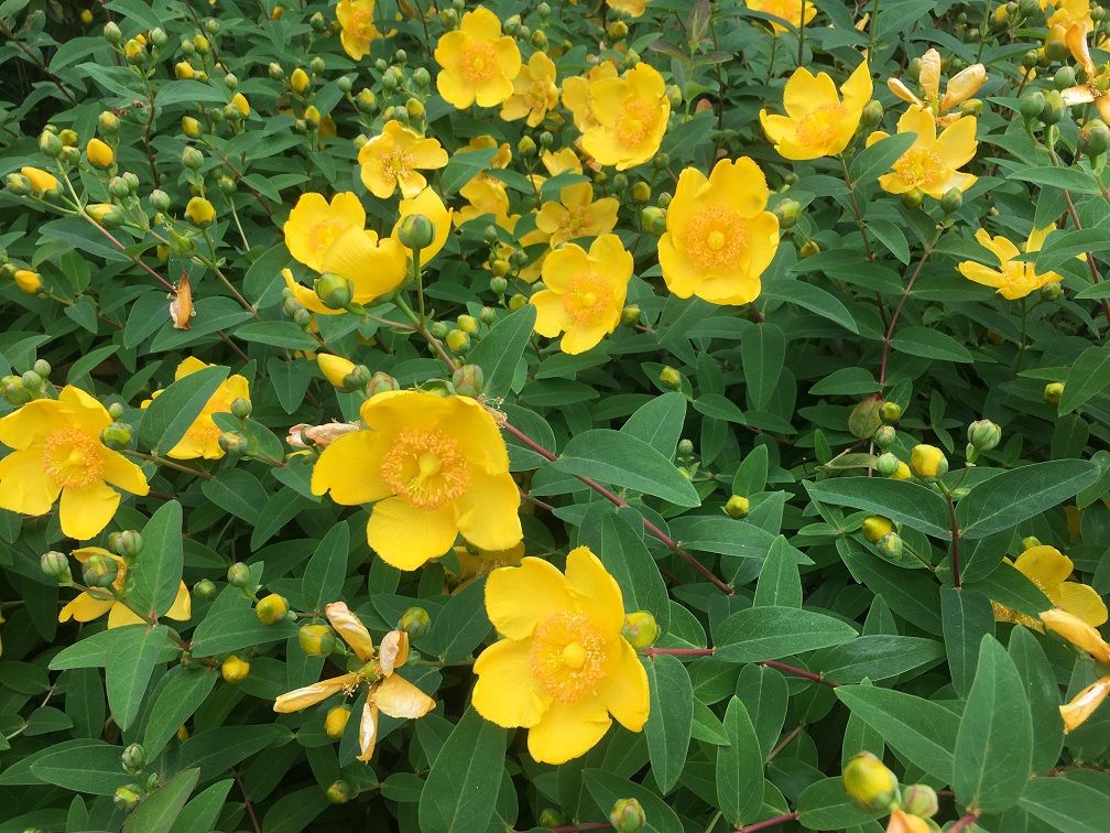 キンシバイ Lapislazuli0312のblog