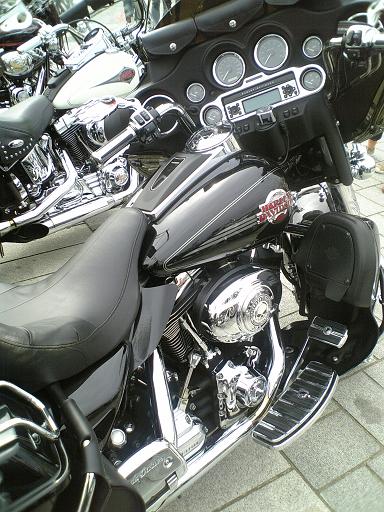 牛に白い塩を与えてもいいですか？