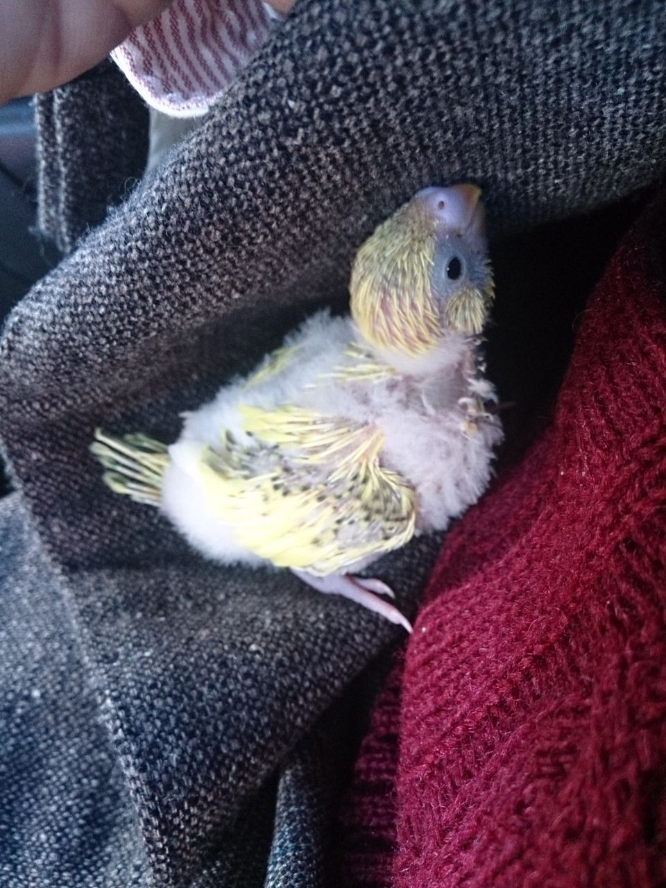 セキセイインコのヒナを巣上げしました Largo Ws の行政書士