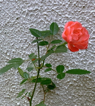 6dec20c