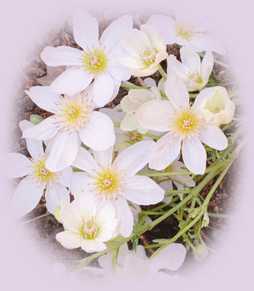 病院と井戸の改良 落合桜 パリの風