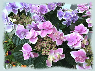 7mai15c