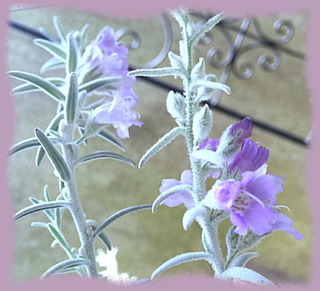 17mai15a