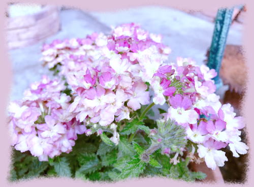 ダダのお寿司ネタ 落合桜 パリの風