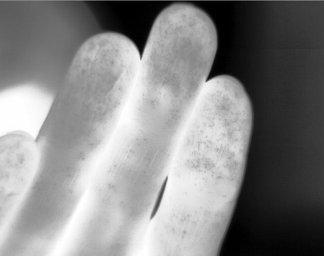 身近な生体 サーモマン と植物の赤外線カメラ画像 熱物性ブログ ベテル ハドソン研究所