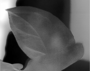 赤外線カメラ画像2