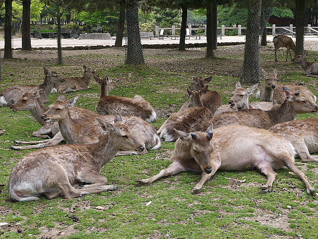 お出かけ お弁当 奈良公園 東大寺 若草山 ピクニック弁当 The Last Sasurai 自炊ニストの食卓 お出かけ お弁当 奈良公園 東大寺 若草山 ピクニック弁当 The Last Sasurai 自炊ニストの食卓