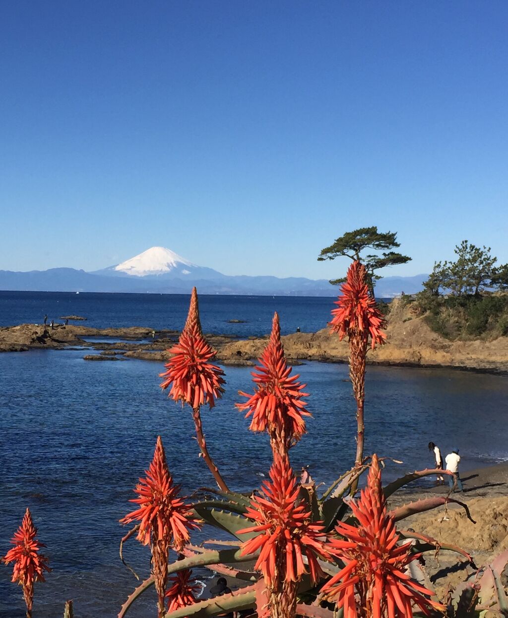 SAブログ挨拶