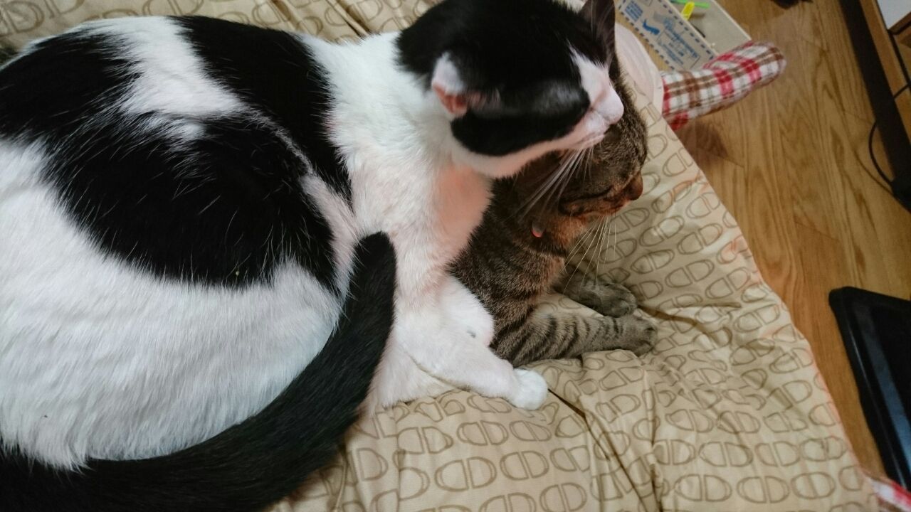 重なる猫たち にゃんこ整体サロンラティー