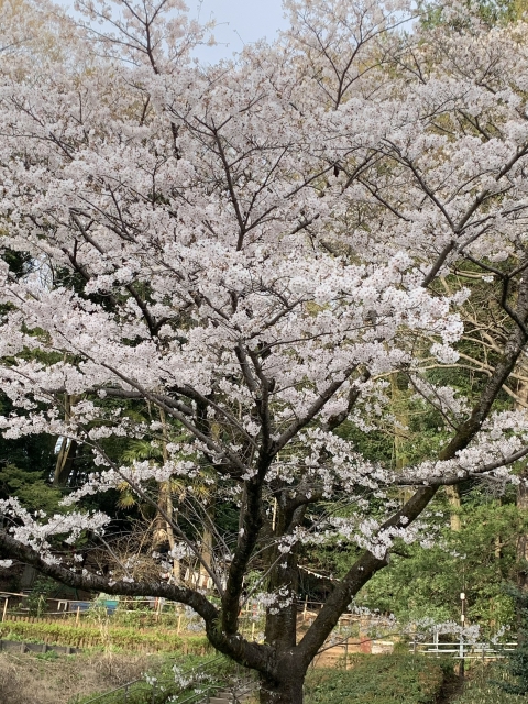 芹が谷公園の多目的広場の桜