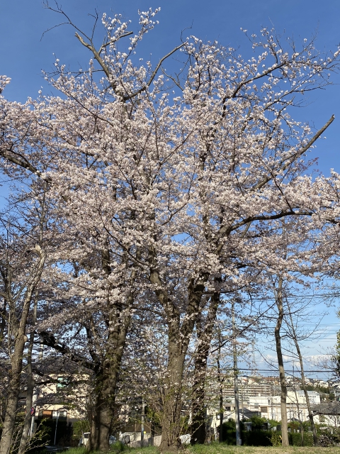 新石川公園の桜