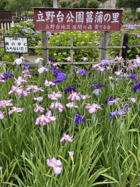 立野台公園のハナショウブ