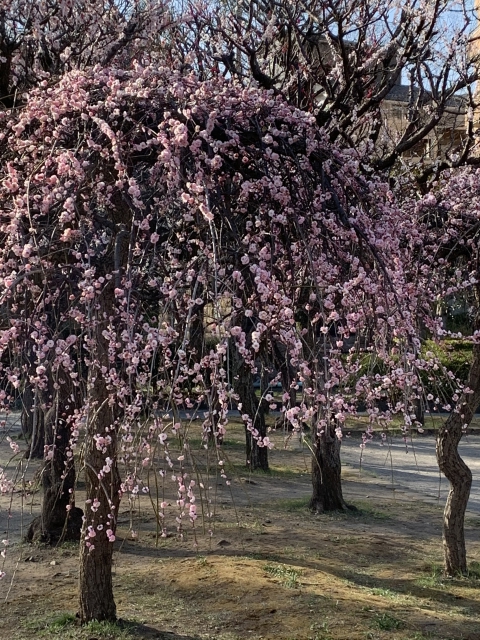 かにが沢公園のしだれ梅