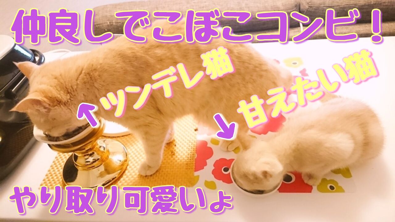 仲良し凸凹コンビ ツンデレラテ子と甘えたいポテ子 マンチカン 猫動画 マンチカンラテ子の部屋blog 仲良し凸凹コンビ ツンデレラテ子と甘えたいポテ子 マンチカン 猫動画 マンチカンラテ子の部屋blog