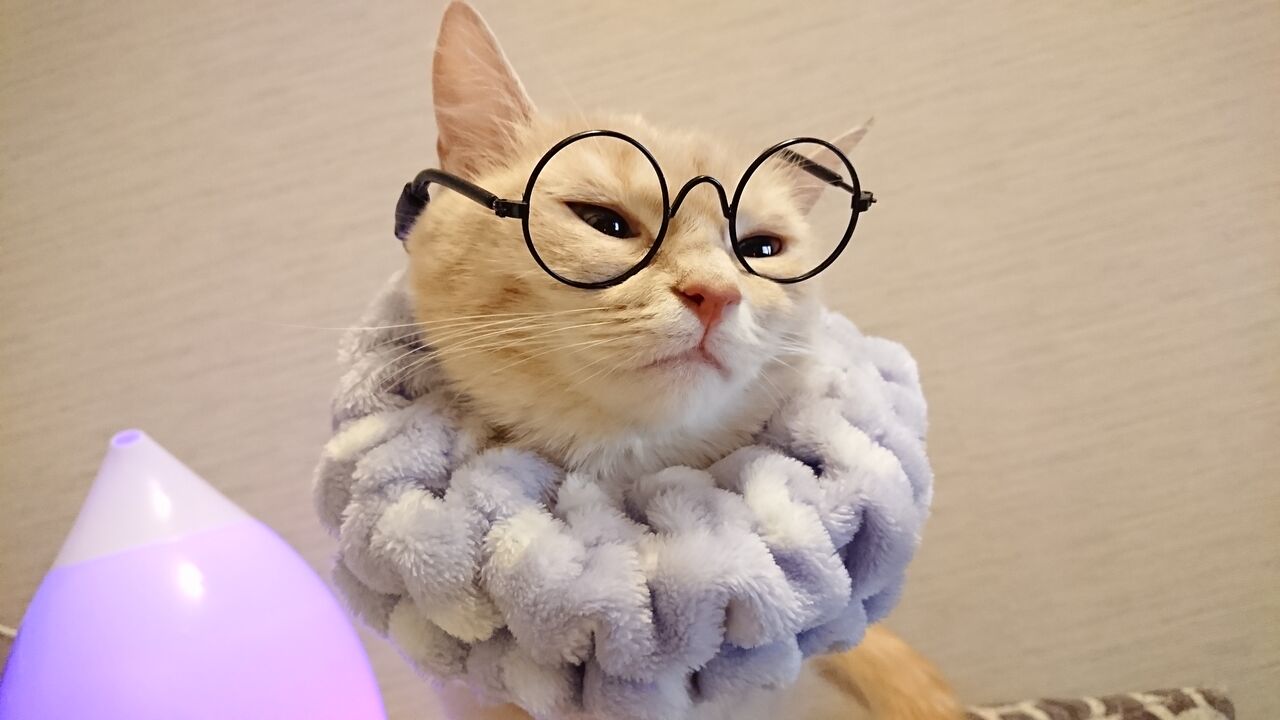 ラテ子のおブスで可愛い集 W マンチカンラテ子の部屋blog ラテ子のおブスで可愛い集 W マンチカンラテ子の部屋blog