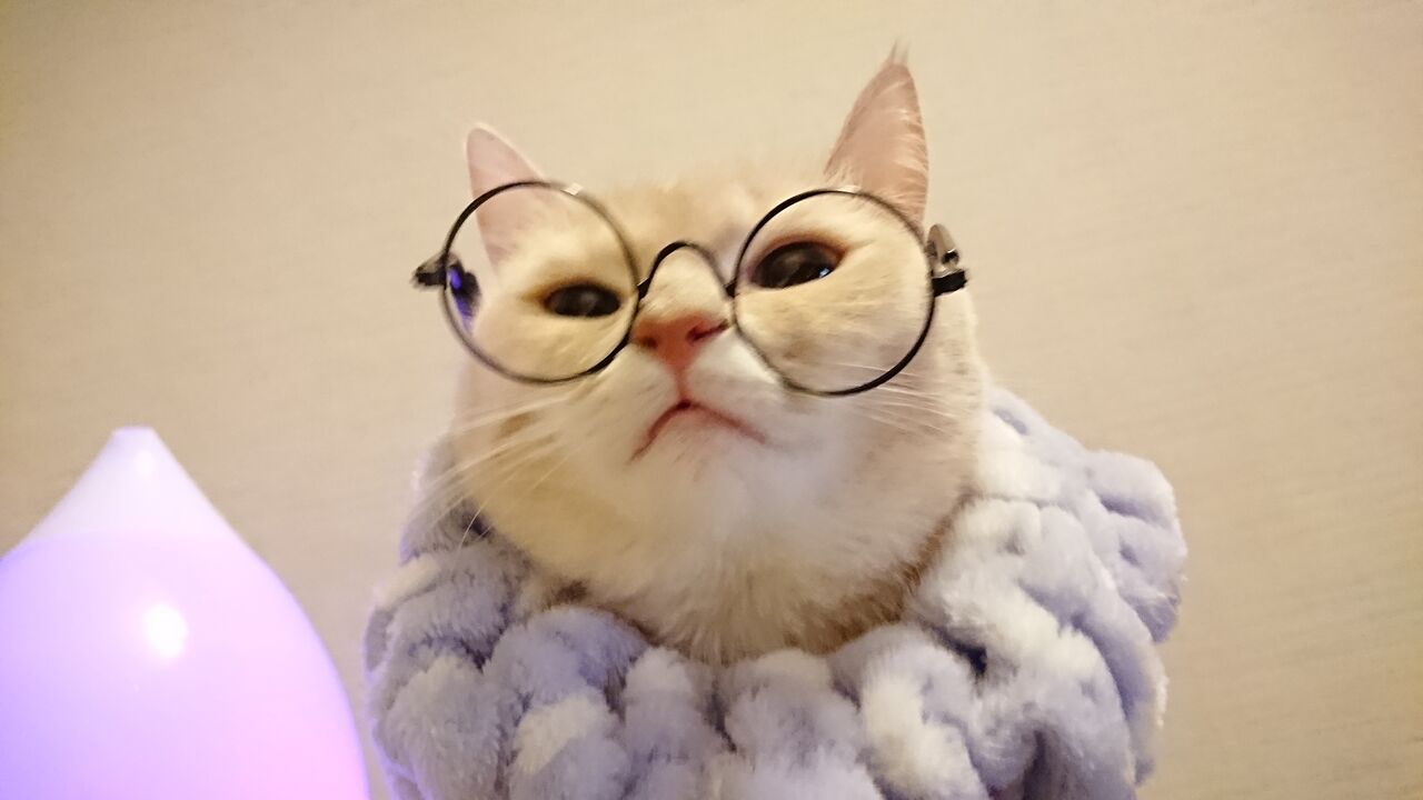 ラテ子のおブスで可愛い集 W マンチカンラテ子の部屋blog