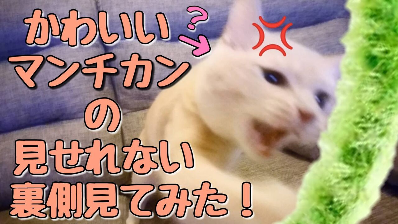 マンチカンかわいいの裏側を見てしまった 猫の夜遊びポテンシャル高め マンチカンラテ子の部屋blog