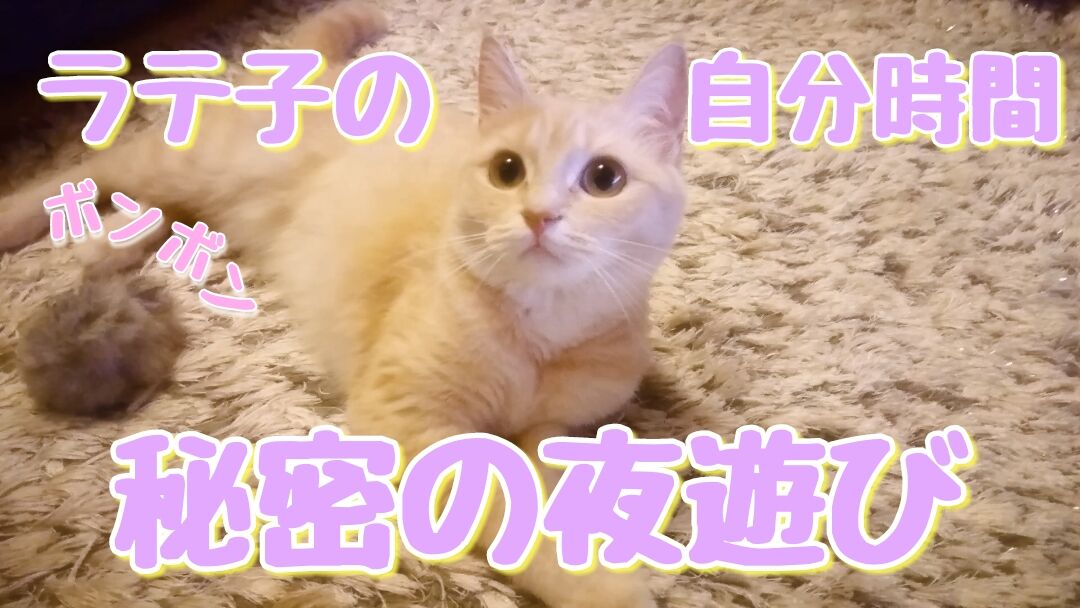 ラテ子自分時間秘密の夜遊び ストレス発散 マンチカン 猫動画 マンチカンラテ子の部屋blog ラテ子自分時間秘密の夜遊び ストレス発散 マンチカン 猫動画 マンチカンラテ子の部屋blog