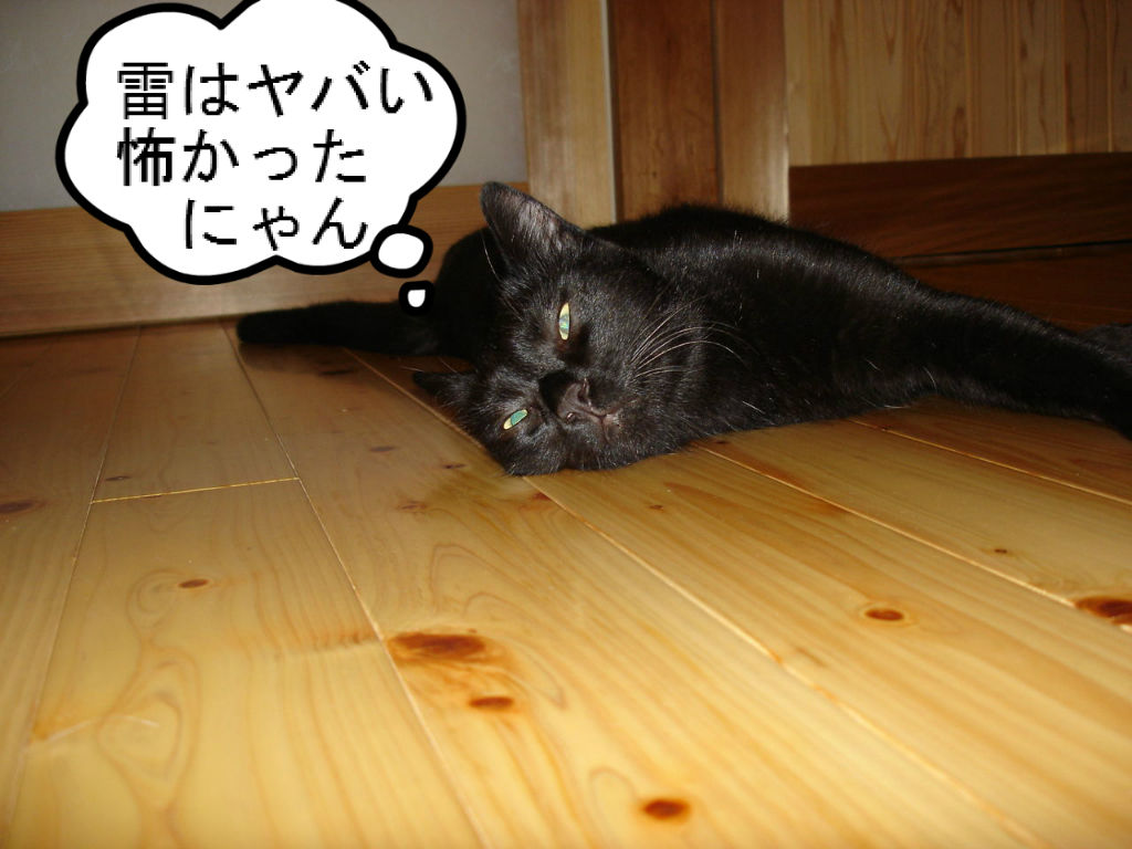 雷怖い ラテにゃん日記 雷怖い ラテにゃん日記
