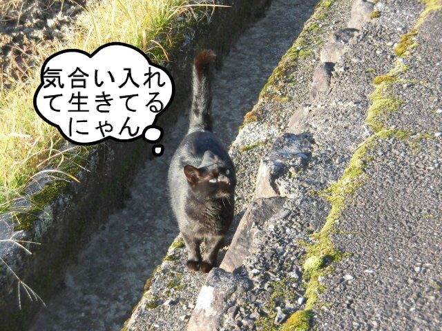 気楽そうな猫稼業 ラテにゃん日記 気楽そうな猫稼業 ラテにゃん日記