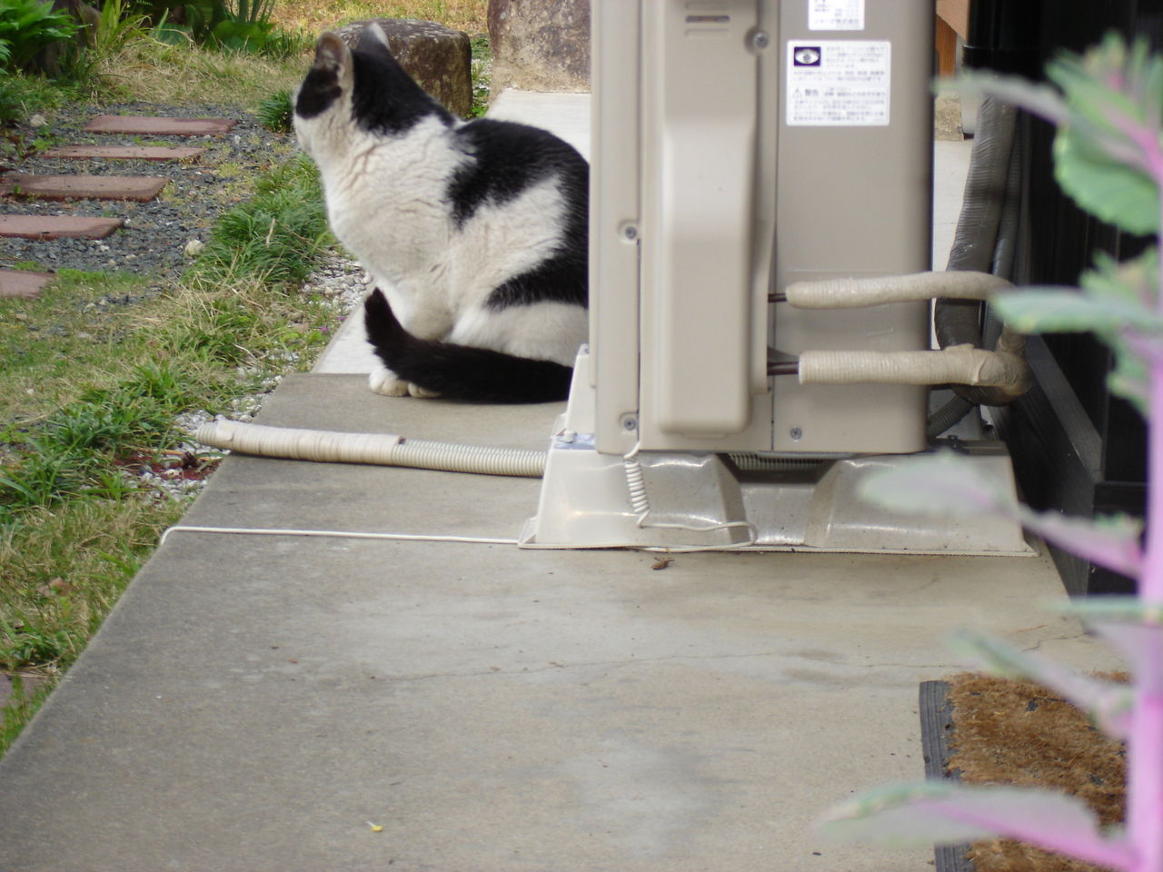 待ってる猫 ラテにゃん日記
