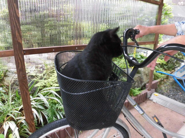 自転車でご帰還♪ : ラテにゃん日記