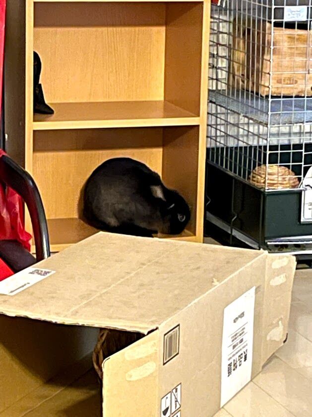 段ボール箱とカラーボックスと玄将 Lauraのミニチュアとか2