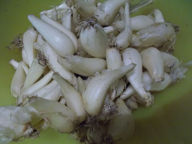 DSCN2568