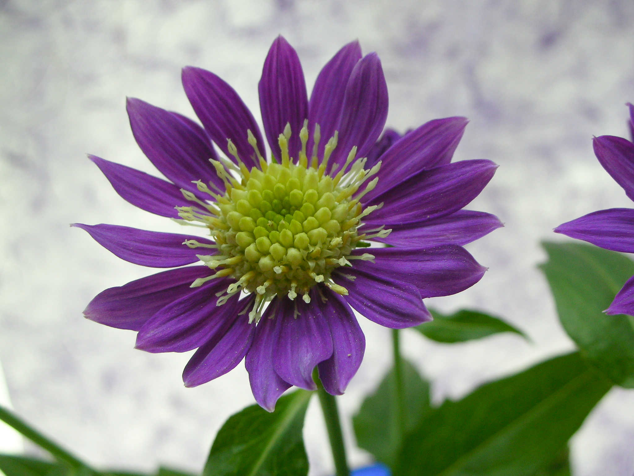 春紫の花 ミヤコワスレ 紫香苑 Lavender Garden