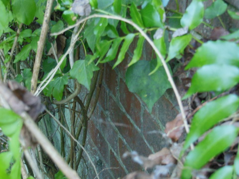 DSCN7687