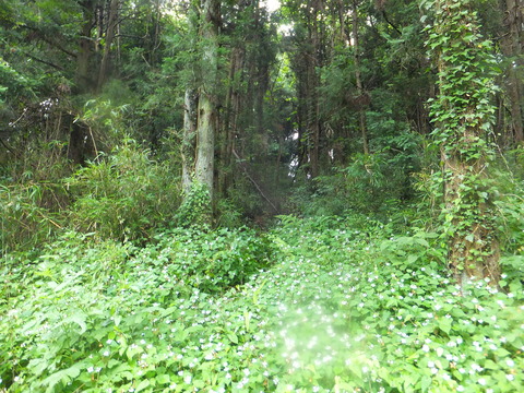 DSCF6971