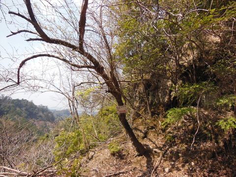DSCN4184