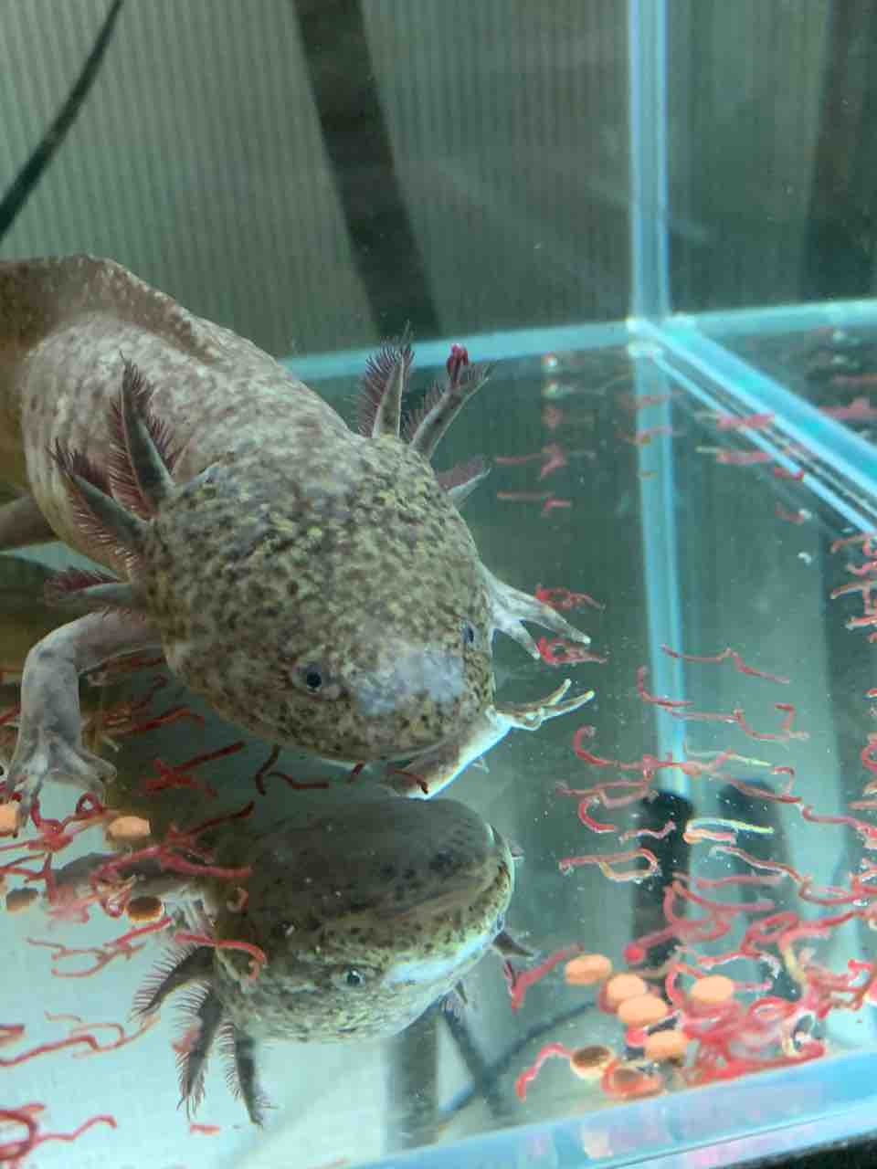 息抜き ウーパールーパー 息抜き ウーパールーパー