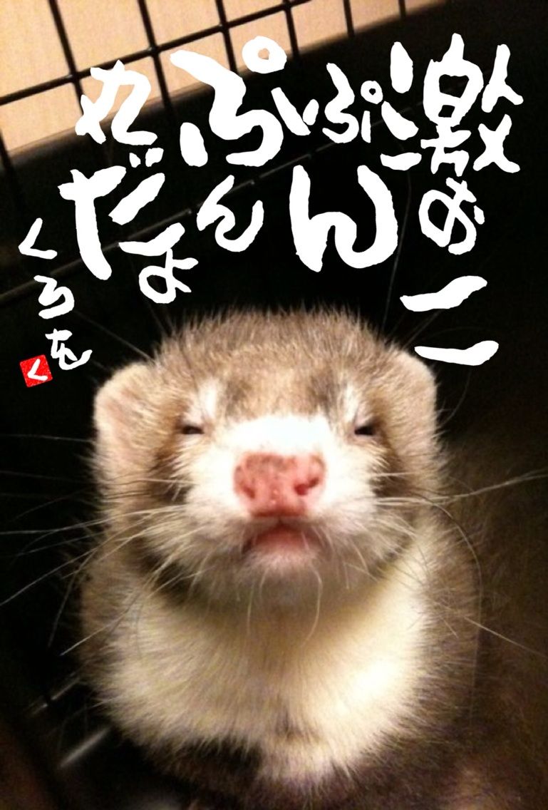 鼬1本目 激おこぷんぷんいたち ゆるゆるいたち ず 鼬1本目 激おこぷんぷんいたち ゆるゆるいたち ず