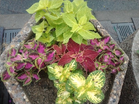 シドニーローイング日誌５